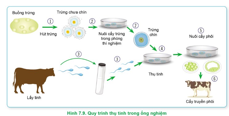 BÀI 22. SINH SẢN Ở ĐỘNG VẬTChào mừng các em đến với bài học ngày hôm nay!Thông qua video này, các em sẽ nắm được các kiến thức và kĩ năng như sau:Phân biệt được các hình thức sinh sản vô tính ở động vật.Phân biệt được các hình thức sinh sản hữu tính ở động vật.Trình bày được quá trình sinh sản hữu tính ở động vật (lấy ví dụ ở người): hình thành tinh trùng, trứng; thụ tinh tạo hợp tử; phát triển phôi thai; sự đẻ.Phân tích được cơ chế điều hòa sinh sản ở động vật.Trình bày được một số ứng dụng về điều khiển sinh sản ở động vật và nêu được một số thành tựu thụ tinh trong ống nghiệm.Trình bày được một số ứng dụng về sinh đẻ có kế hoạch ở người và các biện pháp tránh thai.HOẠT ĐỘNG KHỞI ĐỘNGTheo các em, quá trình sinh sản của ong, cá chép, gà và thỏ có gì khác nhau? Trong những loài này, loài nào sinh sản theo mùa? Con người có thể điều khiển số trứng hoặc số con được sinh ra ở những loài này không?HOẠT ĐỘNG HÌNH THÀNH KIẾN THỨC