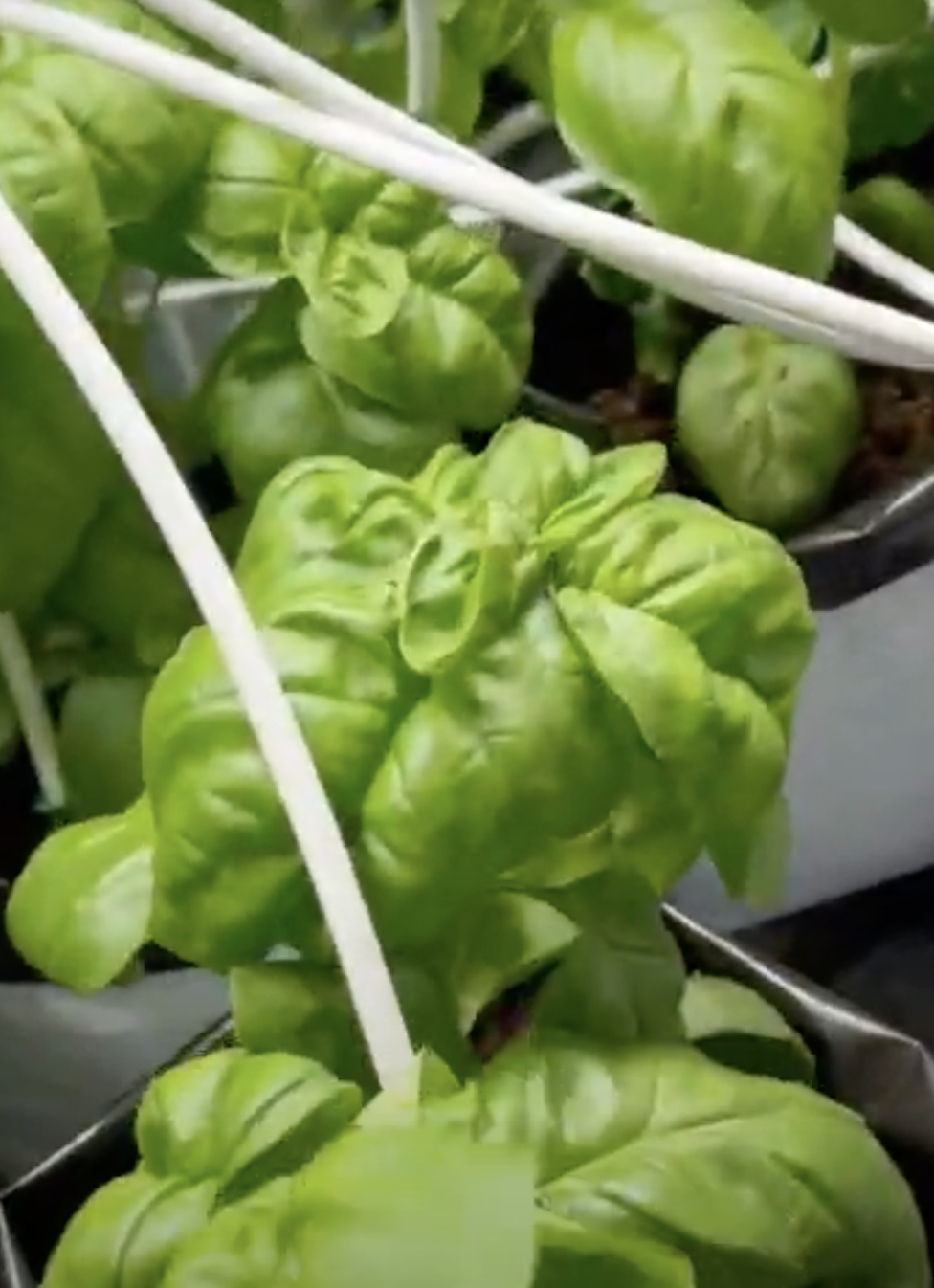 epic indoor basil