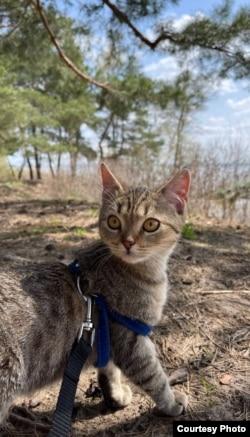 A cat on a leash

Description automatically generated