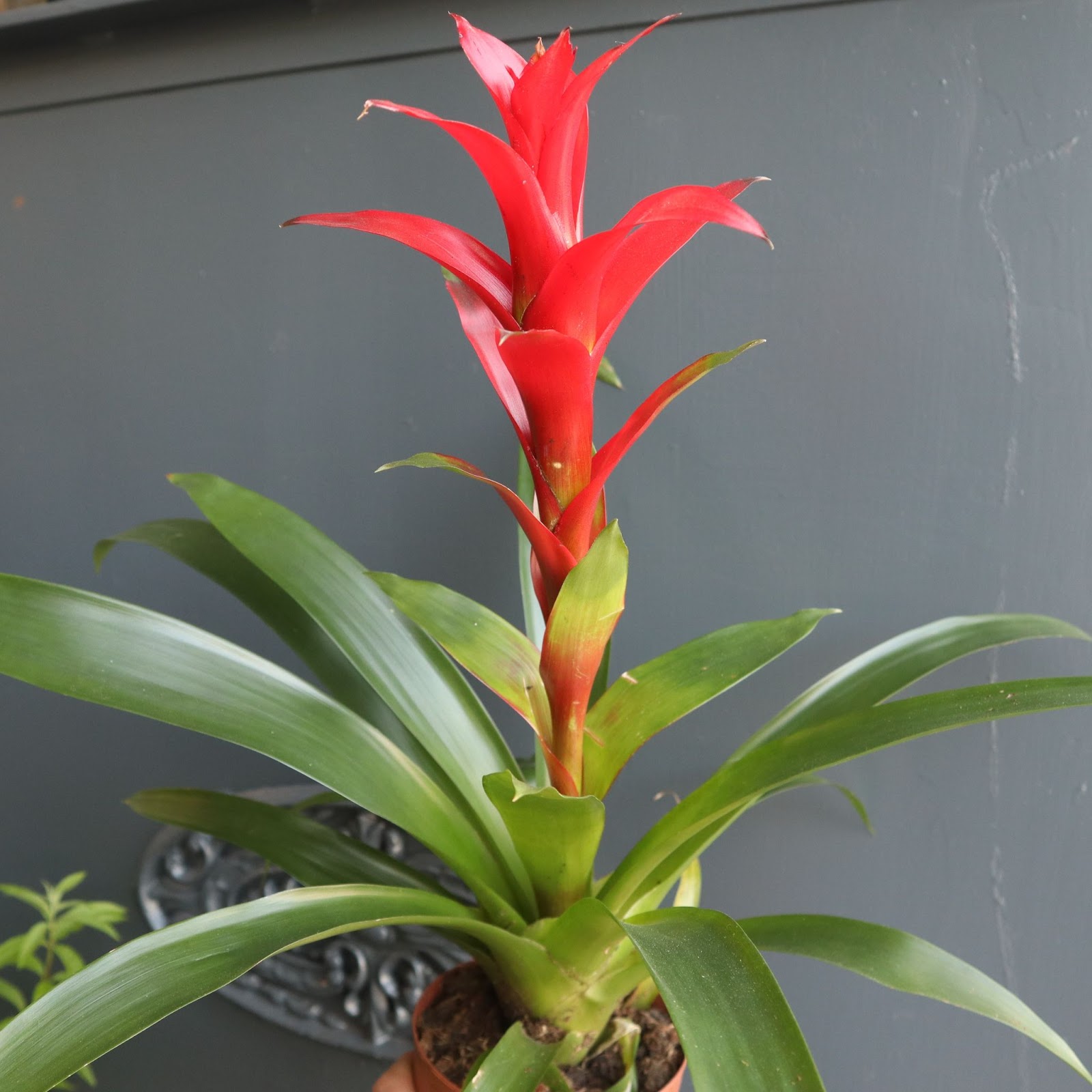 bromelia plantas paludarios