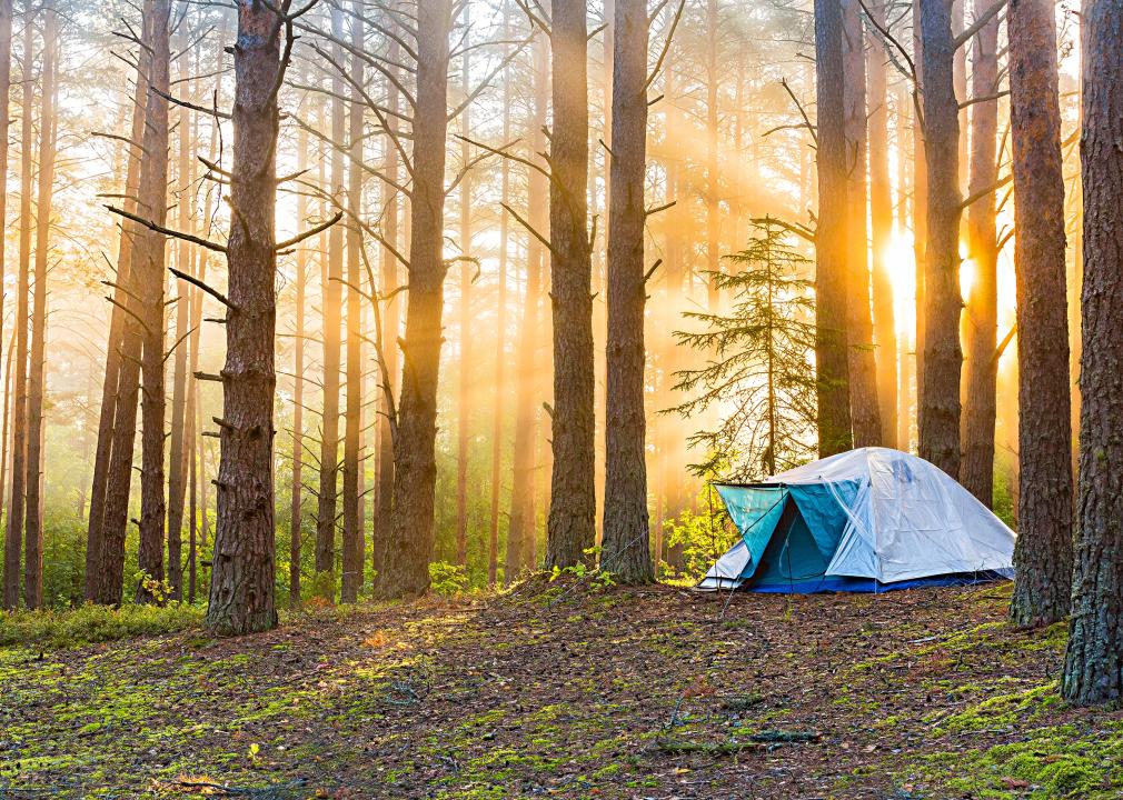 Dawn around a foggy forest with a single tent.