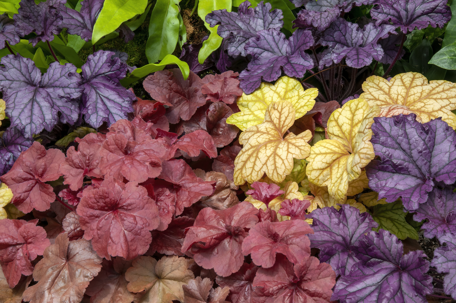 History and Origin Heuchera plant