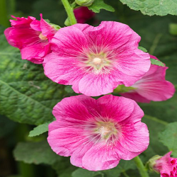 Hollyhock Flower