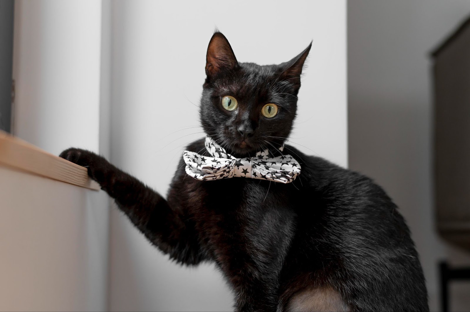black cat with bow tie