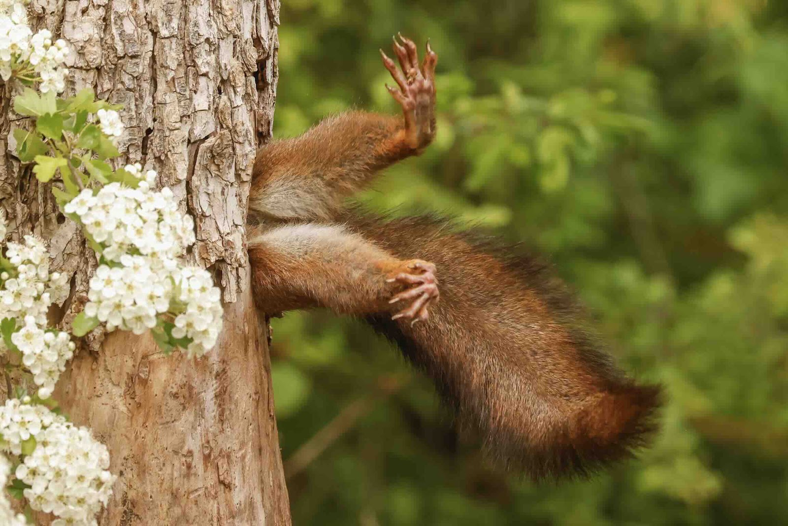 https://c02.purpledshub.com/uploads/sites/62/2024/12/Nikon-Comedy-Wildlife-Awards-stuck-squirrel.jpg