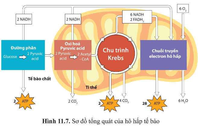 BÀI 11 - TỔNG HỢP VÀ PHÂN GIẢI CÁC CHẤT TRONG TẾ BÀO