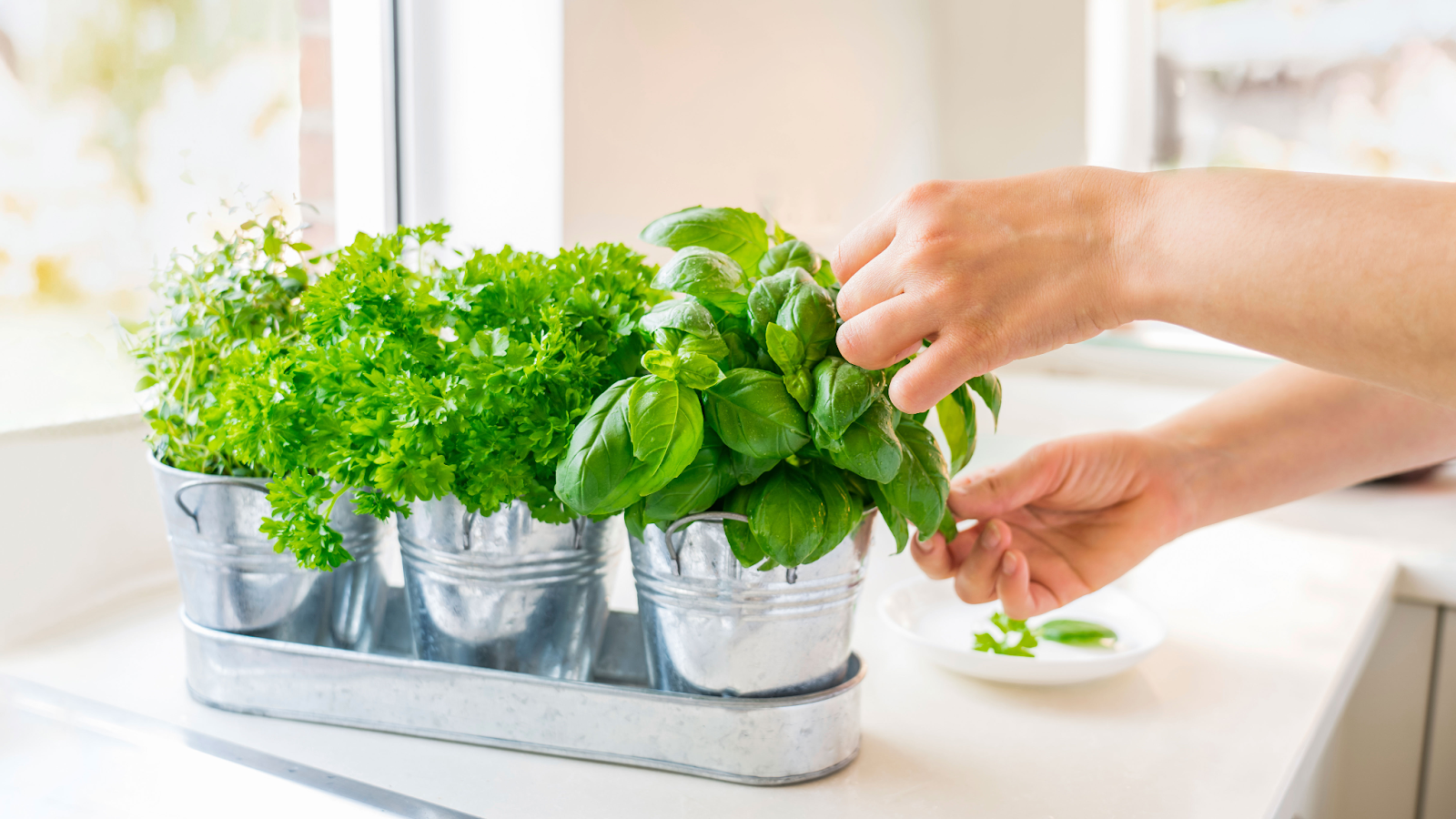 How to Start Growing Herbs at Home