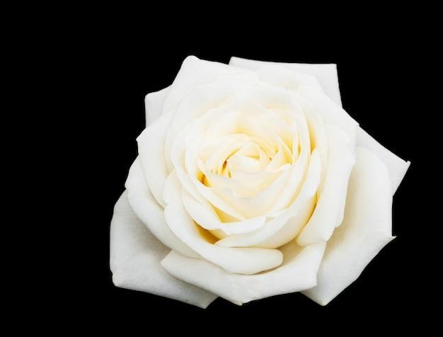 The Symbolism of a White Rose: Pure and True Love