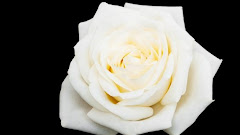 The Symbolism of a White Rose: Pure and True Love