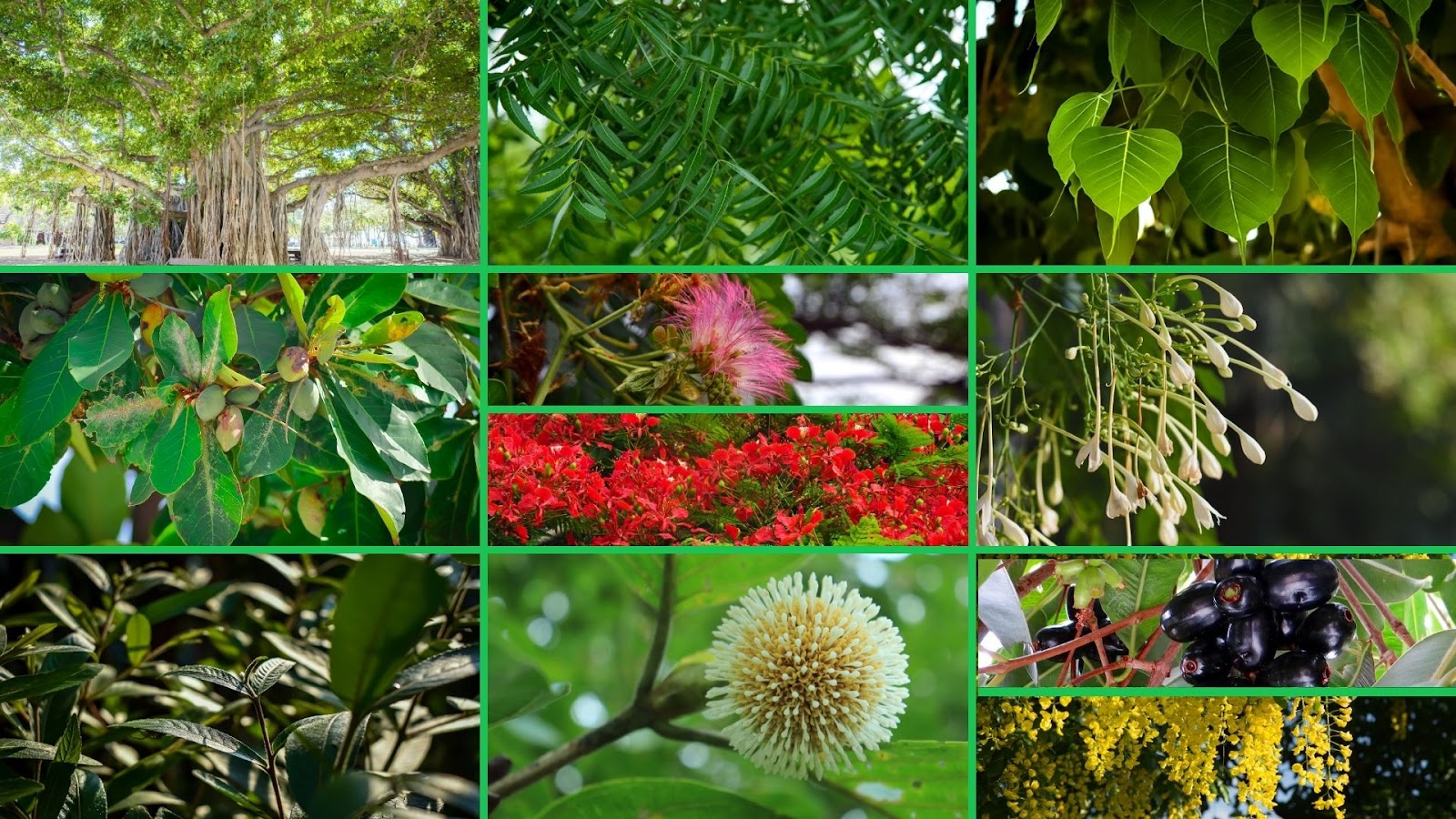 11 Indian Trees Ideal for Creating Shade Equity in our cities