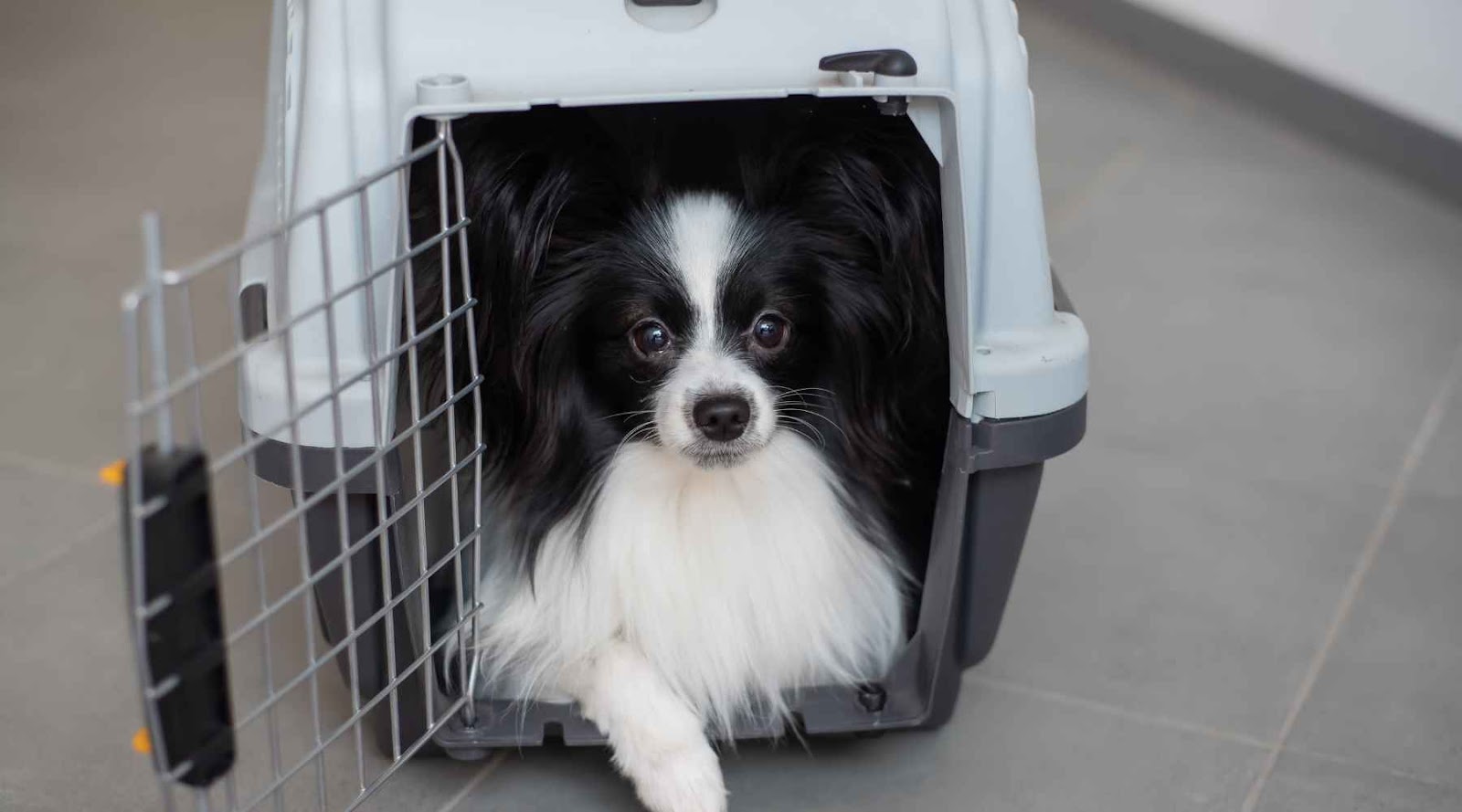 Getting Your Dog Used to the Crate