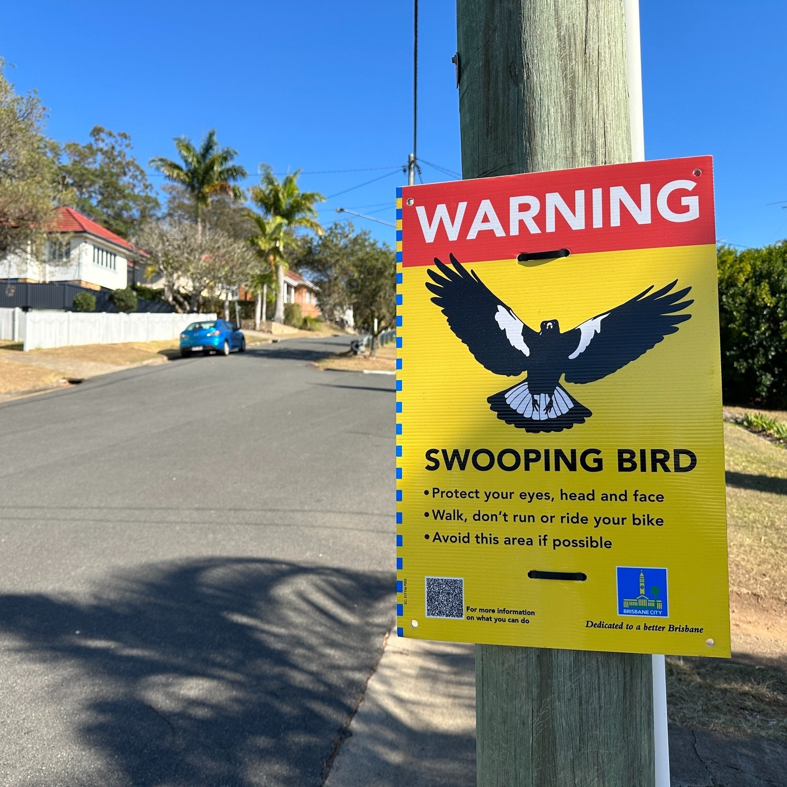Swooping