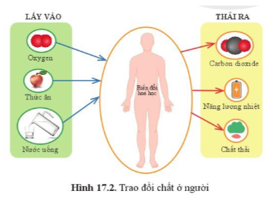 BÀI 17. VAI TRÒ CỦA TRAO ĐỔI CHẤT VÀ CHUYỂN HÓA NĂNG LƯỢNG Ở SINH VẬT MỞ ĐẦUCâu hỏi: Mọi hoạt động đều cần năng lượng. ví dụ như xe máy chạy cân năng lượng từ xăng, sinh vật hoạt động cũng cần năng lượng. Vậy năng lượng cung cấp cho sinh vật lấy từ đầu và nhờ quá trình nào?Đáp án chuẩn:Quá trình chuyển hóa vật chất và năng lượng.I.  KHÁI NIỆM TRAO ĐỔI CHẤT VÀ CHUYỂN HOÁ NĂNG LƯỢNGCâu 1: Quan sát hình 17.2, cho biết cơ thể người lấy vào và thải ra những gì trong quá trình trao đổi chấtĐáp án chuẩn:Lấy khí oxygen, thức ăn, nước uống và thải ra carbon dioxide, văng lượng nhiệt, chất thải.Tìm hiểu thêm: Uống đủ nước, luyện tập thể dục, thể thao phù hợp,.. sẽ thúc đẩy quá trình trao đổi chất của cơ thể. Hãy tìm hiểu thêm các biện pháp giúp tăng cường trao đổi chất của cơ thể và giải thích.Đáp án chuẩn:Ngủ đủ giấc, hạn chế căng thẳng, sử dụng các thực phẩm và đồ uống hỗ trợ trao đổi chất.Câu 2: Kể tên các dạng năng lượng, nêu một số ví dụ về chuyển hoá năng lượng ở thực vật và động vậtĐáp án chuẩn:- Quang năng, cơ năng, nhiệt năng,…- Ví dụ: + Thực vật chuyển hóa năng lượng ánh sáng Mặt Trời → hóa năng.+ Động vật chuyển hóa hóa năng → cơ năng.Câu hỏi 1: Các hoạt động ở con người (đi lại, chơi thể thao…) đều cần năng lượng. Năng lượng đó do đâu mà có và và đã được biến đổi từ dạng này sang dạng nào?Đáp án chuẩn:Do thức ăn vào cơ thể mà có. Thức ăn vào cơ thể → hóa năng chuyển hóa thành nhiệt năng → cơ năng.II. VAI TRÒ TRAO ĐỔI CHẤT VÀ CHUYỂN HOÁ NĂNG LƯỢNG TRONG CƠ THỂ.Câu 3: Vì sao trao đổi chất và chuyển hoá năng lượng là đặc trưng cơ bản của sự sống?Đáp án chuẩn:Vì là điều kiện tồn tại và phát triển của sinh vật. Mọi hoạt động sống của cơ thể đều gắn với hoạt động sống của các tế bào và đều cần năng lượng.Câu hỏi 2: Lấy ví dụ minh hoạ về vai trò của trao đổi chất và chuyển hoá năng lượng trong cơ thể?Đáp án chuẩn:Cơ thể người lấy vào khí O2, thải ra khí CO2 giúp duy trì sự sống.Vận dụng