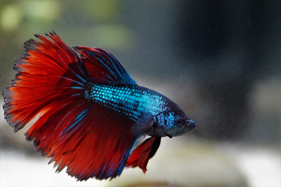 Blue-Red betta fish