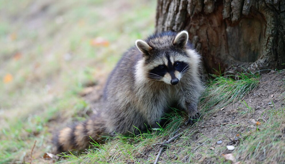 raccoon removal houston