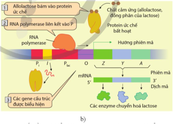 BÀI 3. ĐIỀU HÒA BIỂU HIỆN GENE