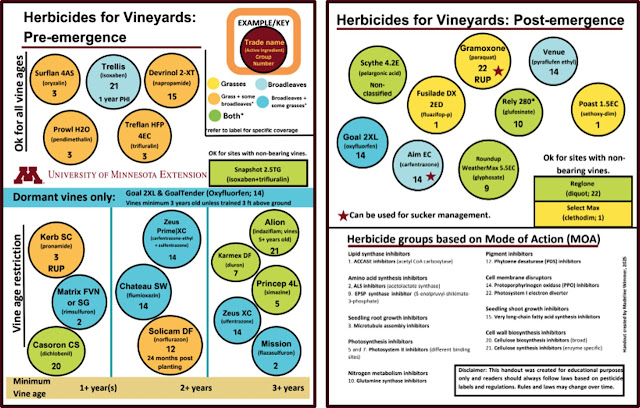This infographic titled “Herbicides for Vineyards” categorizes pre- and post-emergent herbicides by active ingredient, mode of action (MOA) group number, vine age restrictions, and weed spectrum (broadleaves, grasses, or both).  The top half lists pre-emergence herbicides, including products like Surflan (oryzalin, Group 3), Devrinol (napropamide, Group 15), and Chateau (flumioxazin, Group 14), with notes on minimum vine age (ranging from newly planted to 5+ years). Herbicides are visually grouped based on weed targets: grasses, broadleaves, or both. Additional footnotes include labels for products with long pre-harvest intervals (e.g., Trellis: 1-year PHI) or those with site restrictions (e.g., Alion for vines 5+ years old).  The bottom half lists post-emergence herbicides, such as Roundup WeatherMax (glyphosate, Group 9), Poast (sethoxydim, Group 1), and Gramoxone (paraquat, Group 22). A note indicates that some products are acceptable only in non-bearing vineyards.  On the right side, a key summarizes herbicide modes of action by group number, including:  Group 1: Lipid synthesis inhibitors (ACCase)  Group 2: ALS inhibitors  Group 9: EPSP synthase inhibitor  Group 14: PPO inhibitors  Group 22: Photosystem I electron diverters  At the bottom, a disclaimer reminds users to always follow label directions and local regulations. The handout was created by Madeline Wimmer in 2025.
