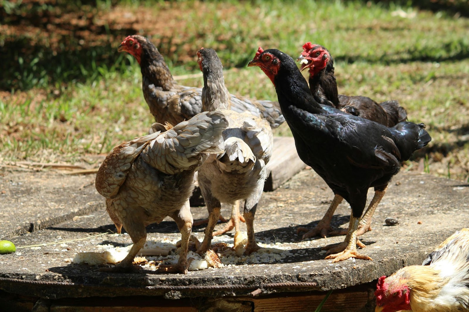 Discover Top10 Black and White Chicken Breeds