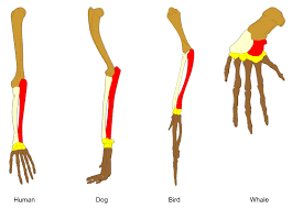Homology (biology) - Wikipedia