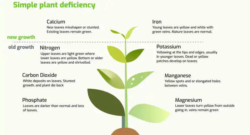 Symptoms of Nutrient Deficiency