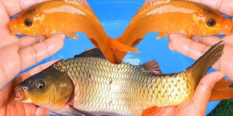Chiêm bao thấy cá chép vàng mang đến tài lộc
