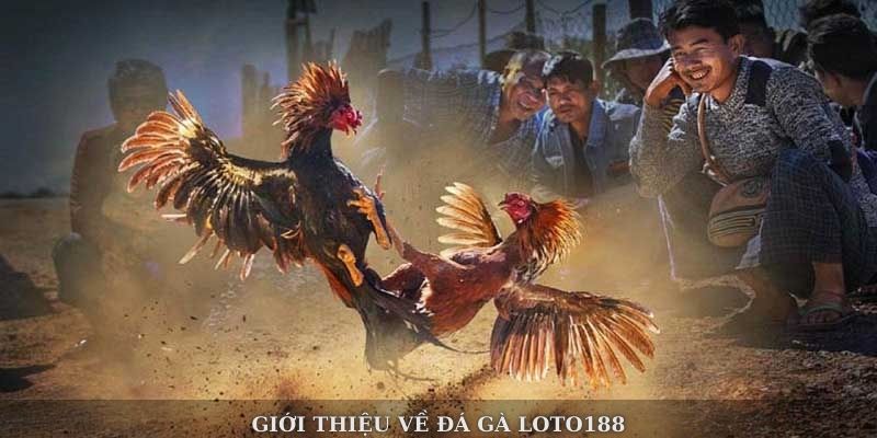 Giới thiệu về đá gà loto188