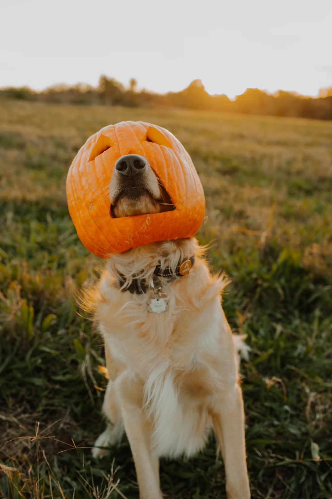 Disfraces creativos para perro que le harán brillar en Halloween - AD_4nXe39NygbVdN7RwUAsub_zo6nbocqRxXLmwgEPIsWXCkxiCYp5djkE0H31WY47hwS7lgy8JtCz4r171UTDJQraAOKdB0vzMcwVQPnp9QSHrv9-QQRi-ifHd-m1r3RwJ4gSO8IBXKvLtINrHy3xsVE7JISBw2?key=fjgyxD8C_MTRoTiX6XHfMw