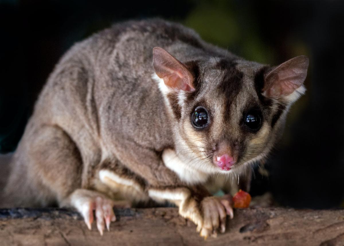 A photo of an Australian brustail possum.