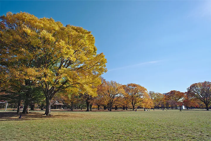 代々木公園の写真