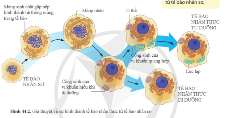 BÀI 44: SỰ PHÁT SINH VÀ PHÁT TRIỂN SỰ SỐNG TRÊN TRÁI ĐẤT