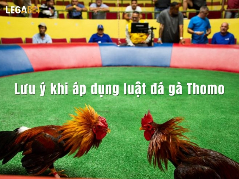 Một số lưu ý khi áp dụng luật đá gà Thomo