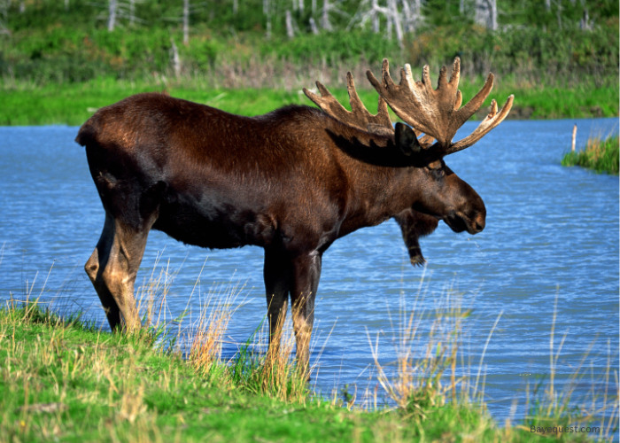 What is a Moose?