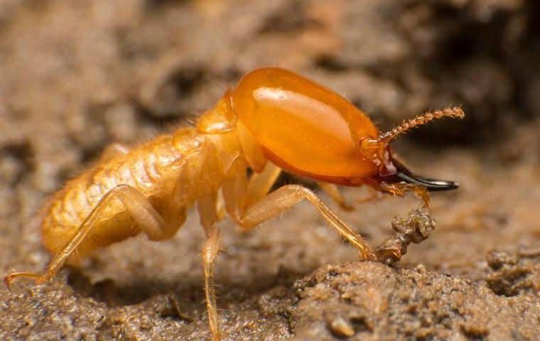 termites in africa