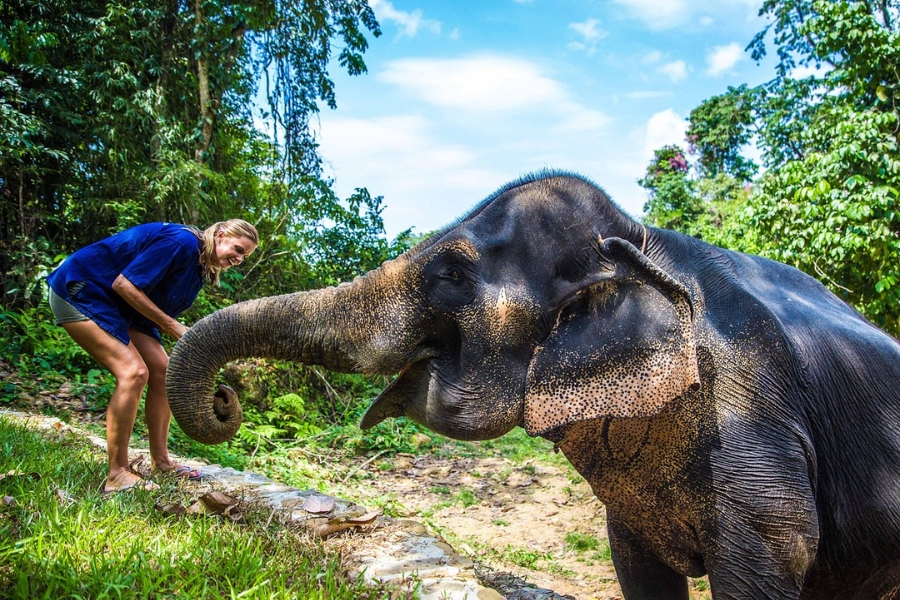 Meet the elephants at Phang Nga Elephant Park