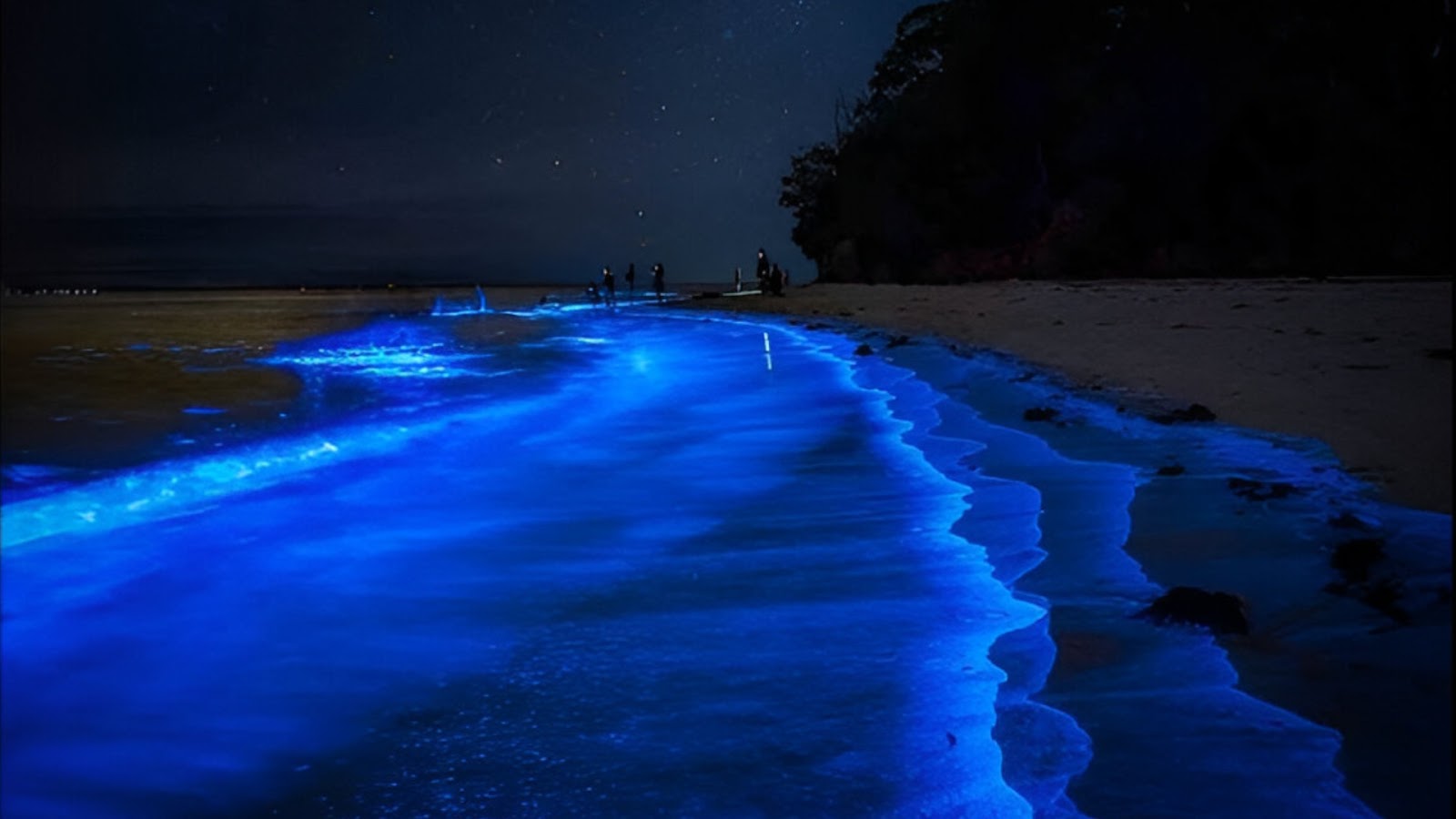 bioluminescent beaches in India Padukere Beach, Karnataka
