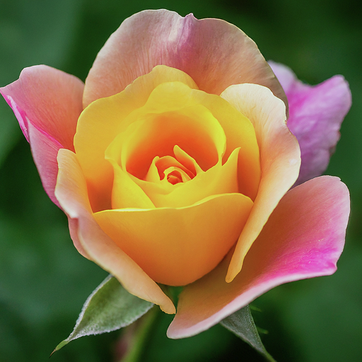 How to Grow Stunning Pink and Yellowish Flowers