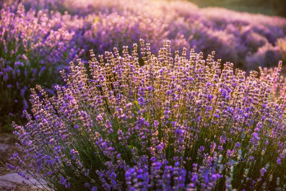 How to Grow English Lavender Plants That Look and Smell Divine