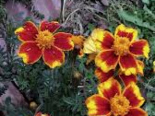Marigold: - Potting - Season - in - the - Hills - and  Plains, - Compost, - Propagation, - Diseases, - and - Treatment