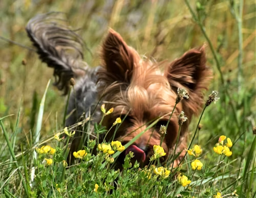 A Dog's Sense of Smell is 40 Times Greater Than Ours