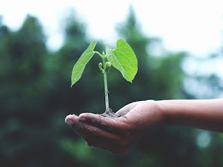 Chrysanthemum - Planting - Guide: - Season, - Propogation, - Compost, - Manuring, - Diseases, - Treatment,- and - Precaution