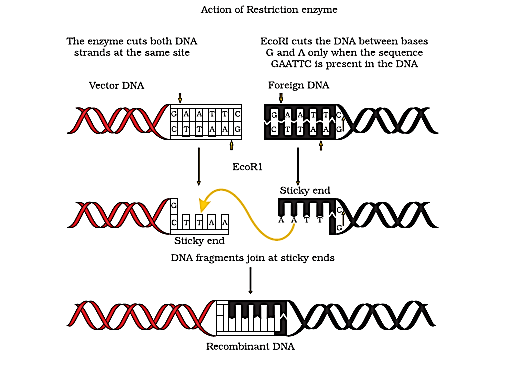 NCERT solutions class 12 biology chapter 11 - 1