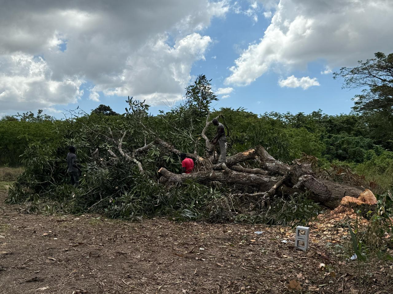 A group of people cutting down trees

Description automatically generated