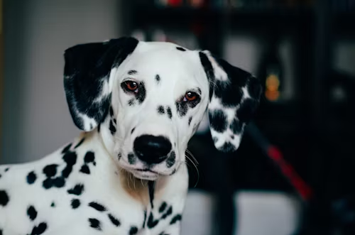 Dalmatians Are Born Spot-Less