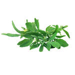 Fenugreek Leaves