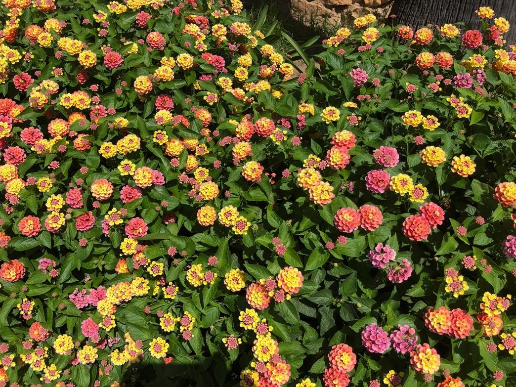 A group of flowers in a garden

Description automatically generated
