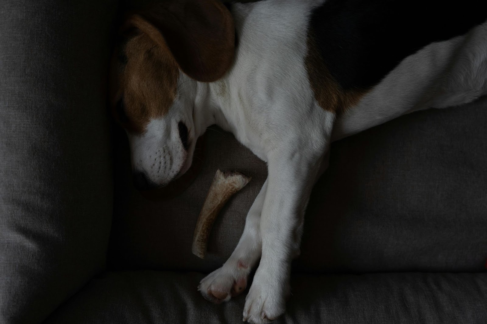 Beagle Sleeping in Bed