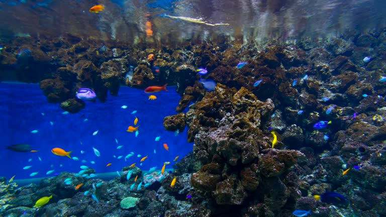 Colorful fish swimming among lava rocks in a large aquarium with a vibrant underwater landscape.