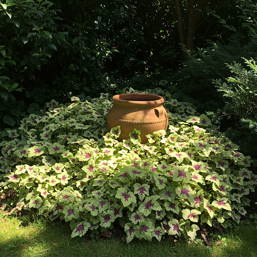 Lamium Maculatum: A Colorful Spring Ground Cover for Shade