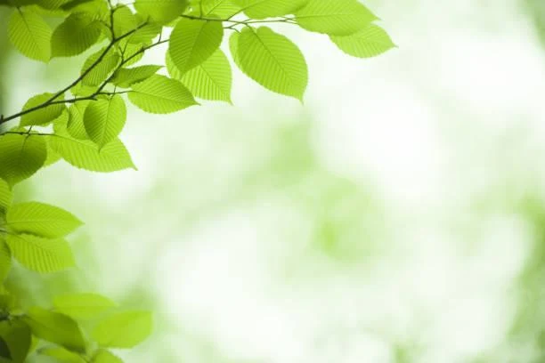 20 Nature Photos with Balanced Composition, visual balance, perfect frame, nature, landscape, scenic layout, harmony in view