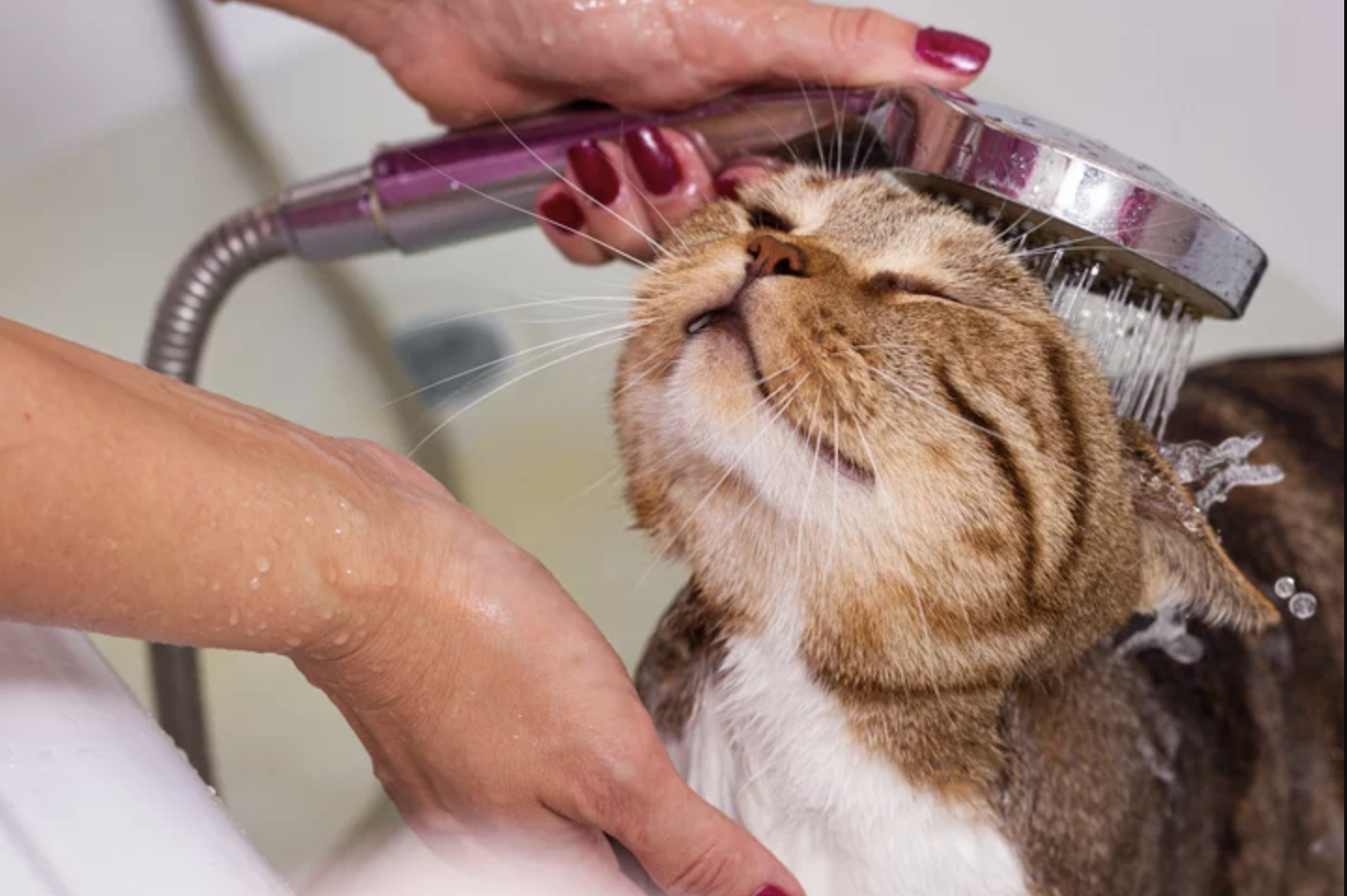 Common cat grooming mistakes